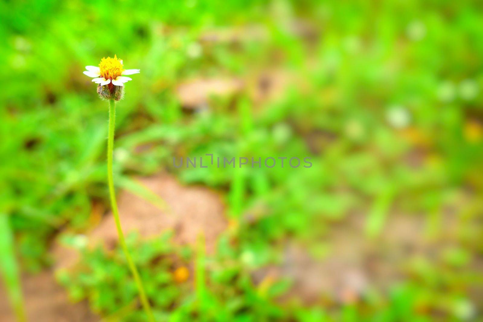 Close-up Grass Flower with Blurred Background Space for Text.