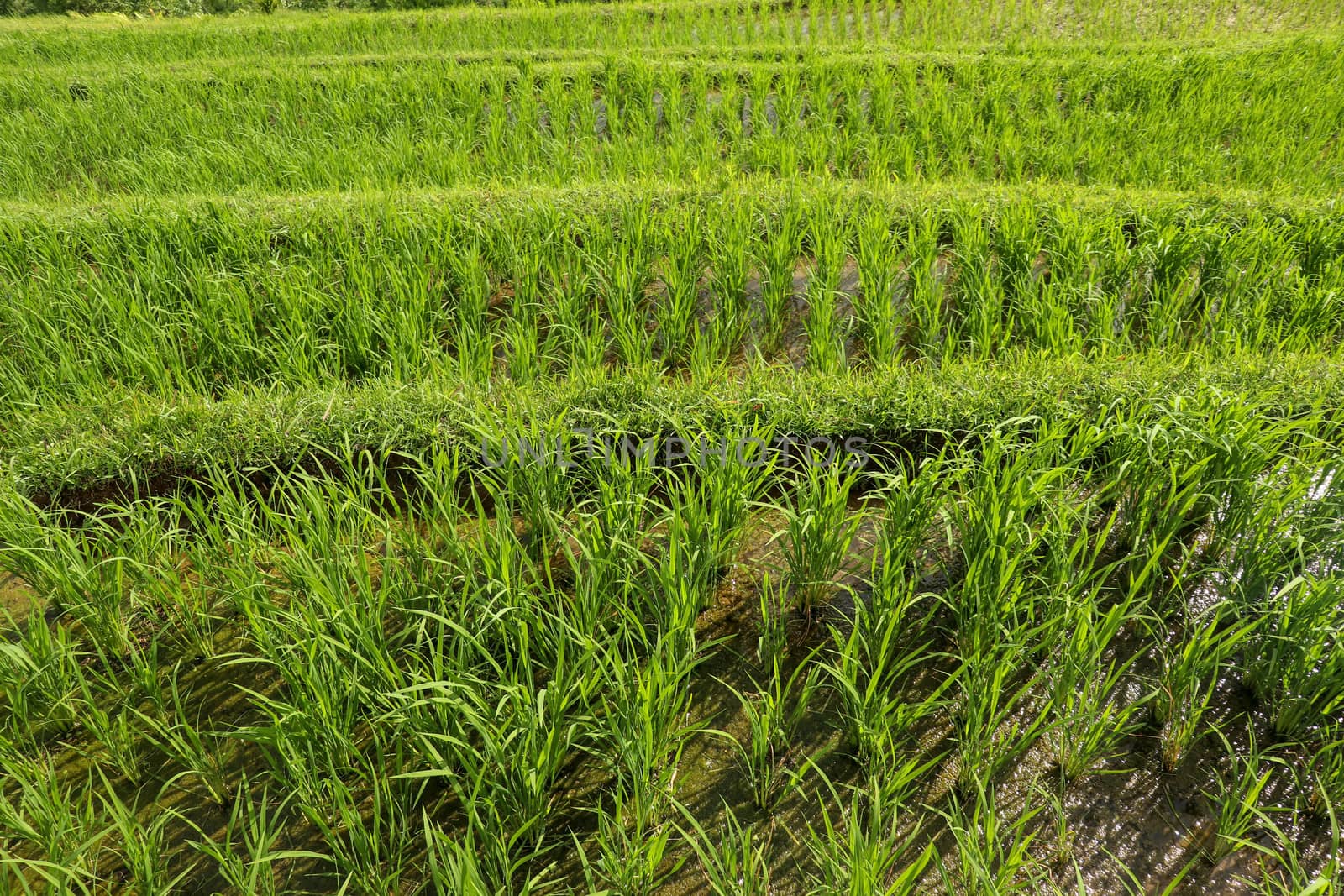 Rice field green grass landscape background. Rice fields terraces with fresh young rice in Penebel village in Tabanan. Jatiluwih rice terrace in Bali, Indonesia.