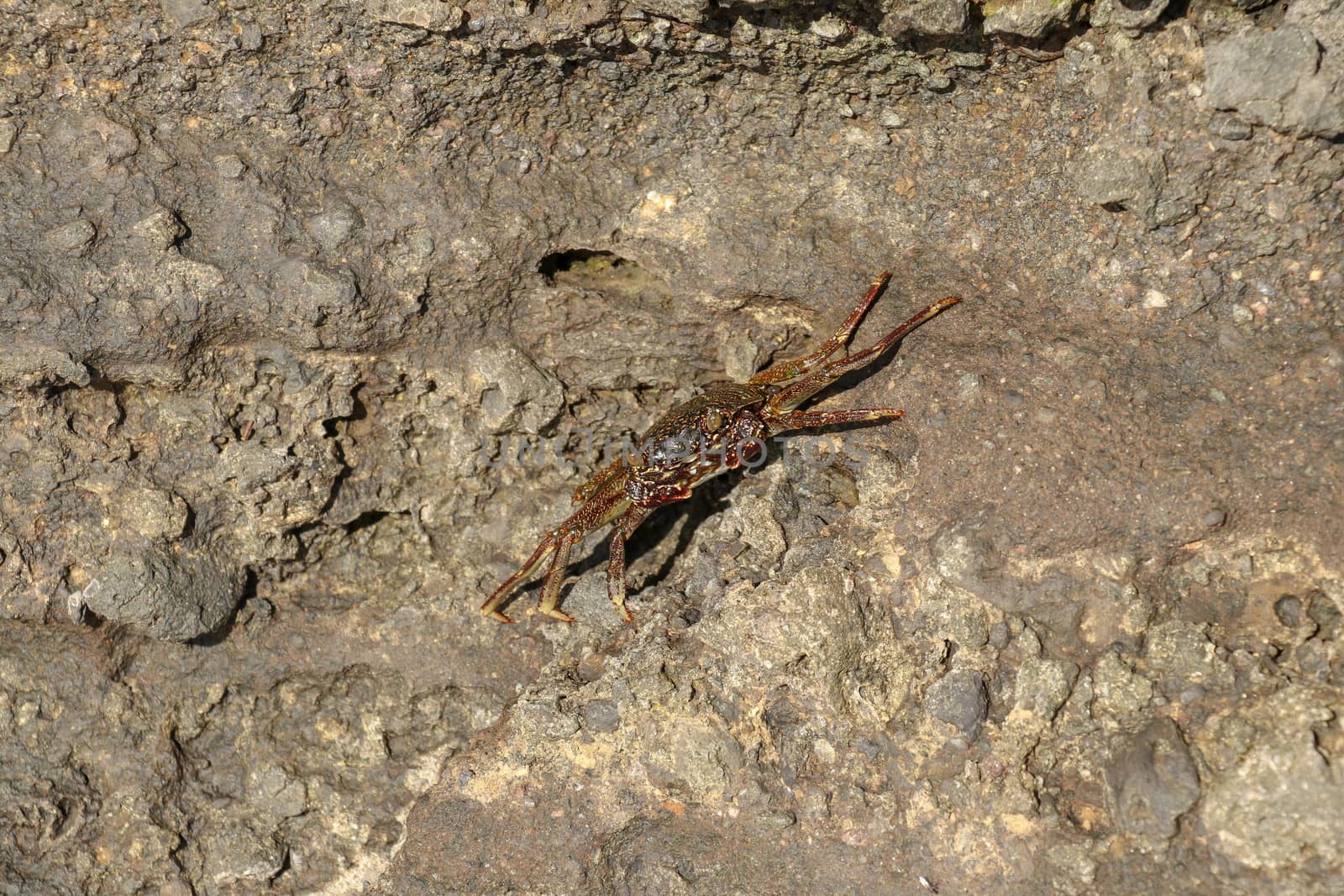 Beautiful colorful Sally Fish red Crab. Natural wildlife shot in San Cristobal, Galapagos. Crabs resting on rocks with dark background. Wild animal in nature. Close up with copyspace.