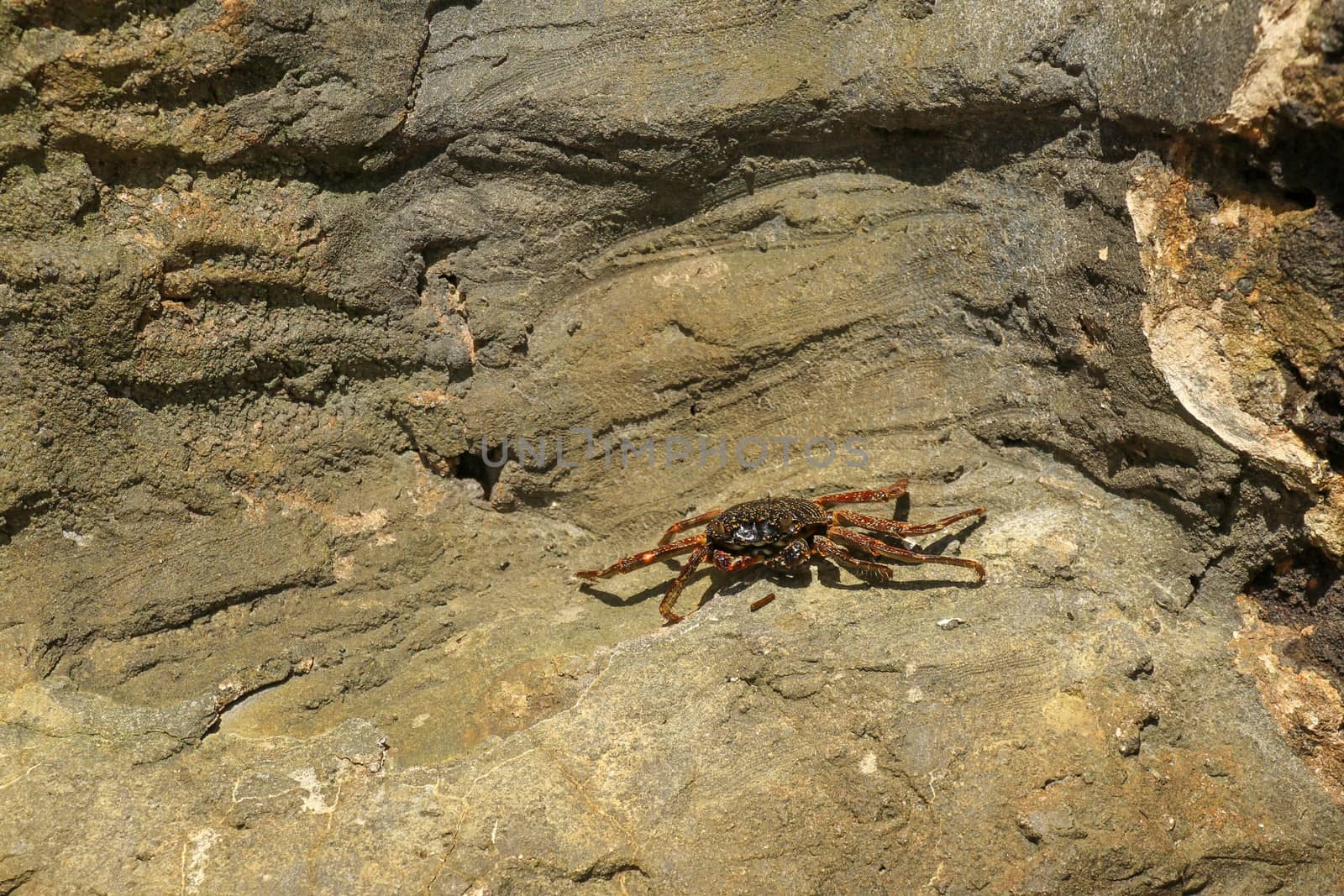 Beautiful colorful Sally Fish red Crab. Natural wildlife shot in San Cristobal, Galapagos. Crabs resting on rocks with dark background. Wild animal in nature. Close up with copyspace.