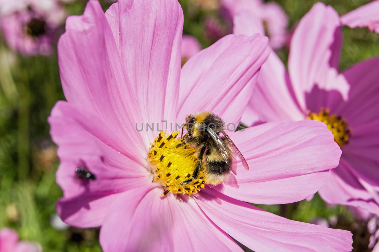 A bumble bee gathering pollen in high summer.