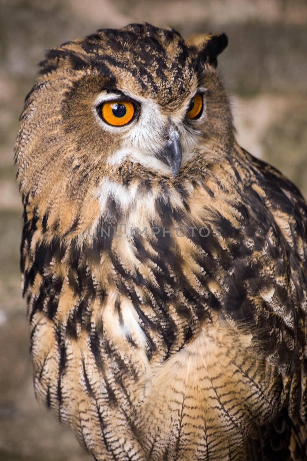 A Eurasian Eagle Owl, latin name Bubo bubo looks alert towards possible danger.