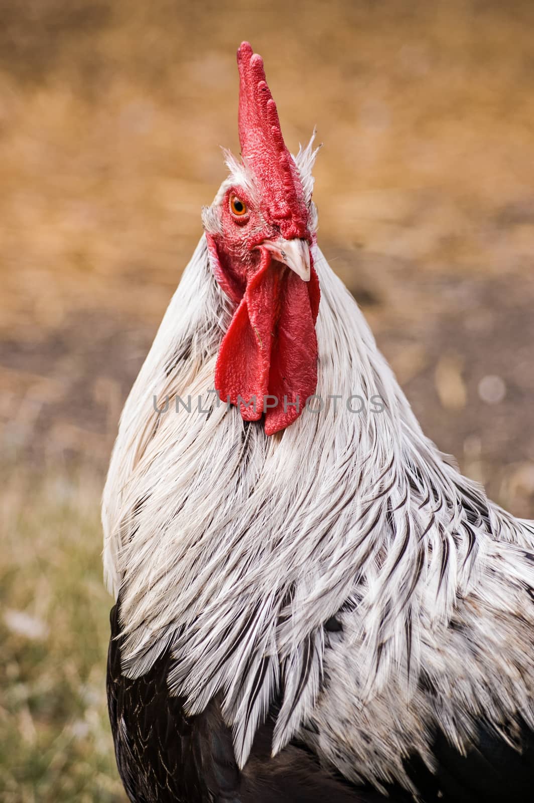 A cockerel, or rooster, looking straight at the camera.