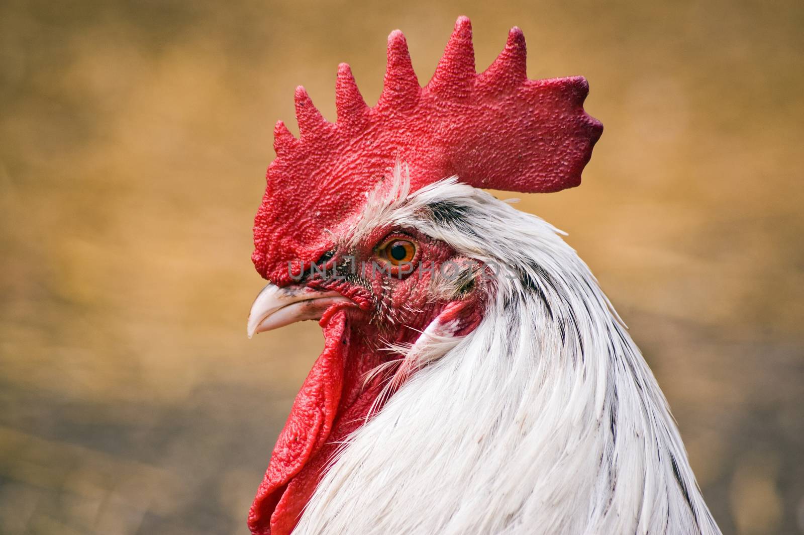 Alert face of a cockerel, rooster, in a farmyard.