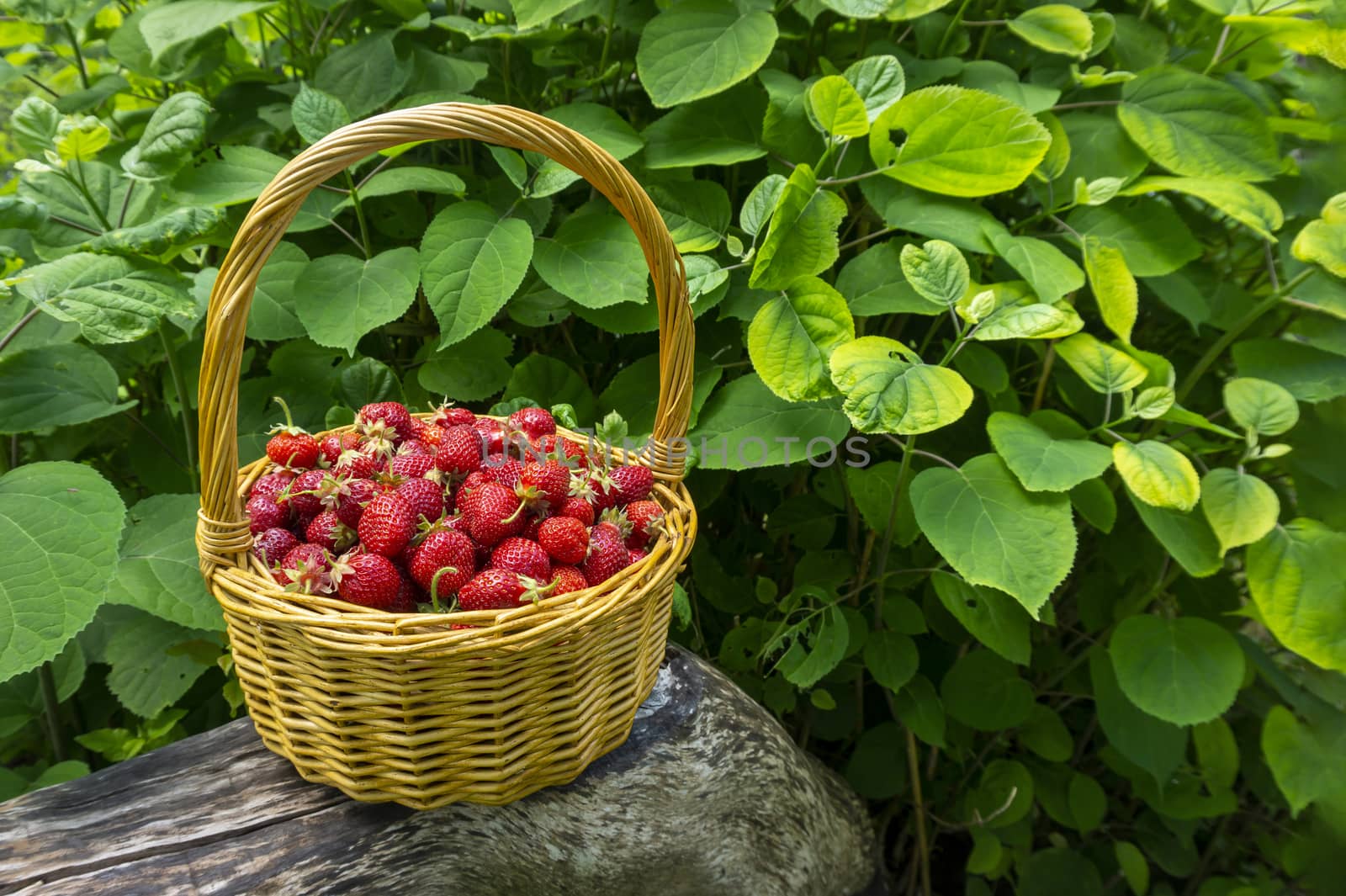 Rustic wicker basket with juicy ripe strawberries in a side view