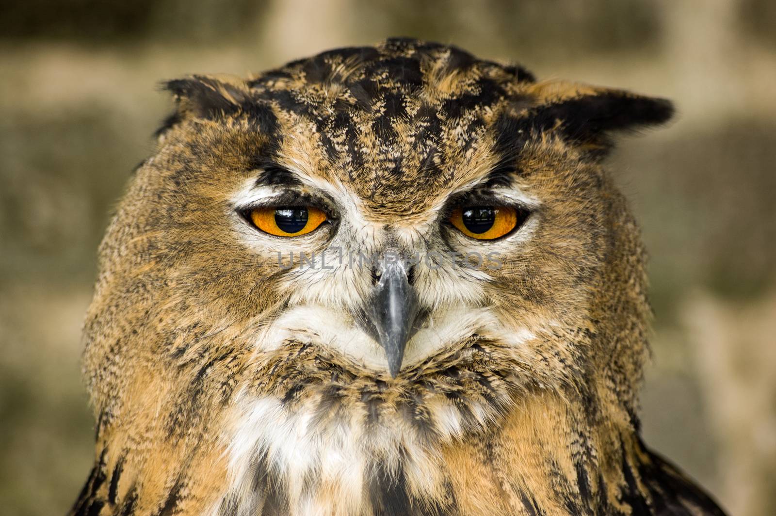 A Eurasian Eagle Owl, latin name Bubo bubo gazes at the camera.