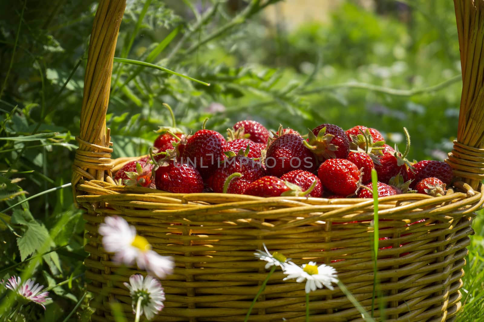 Rustic wicker basket with juicy ripe strawberries in a green meadow with flowering white daisies in spring in a close up side view