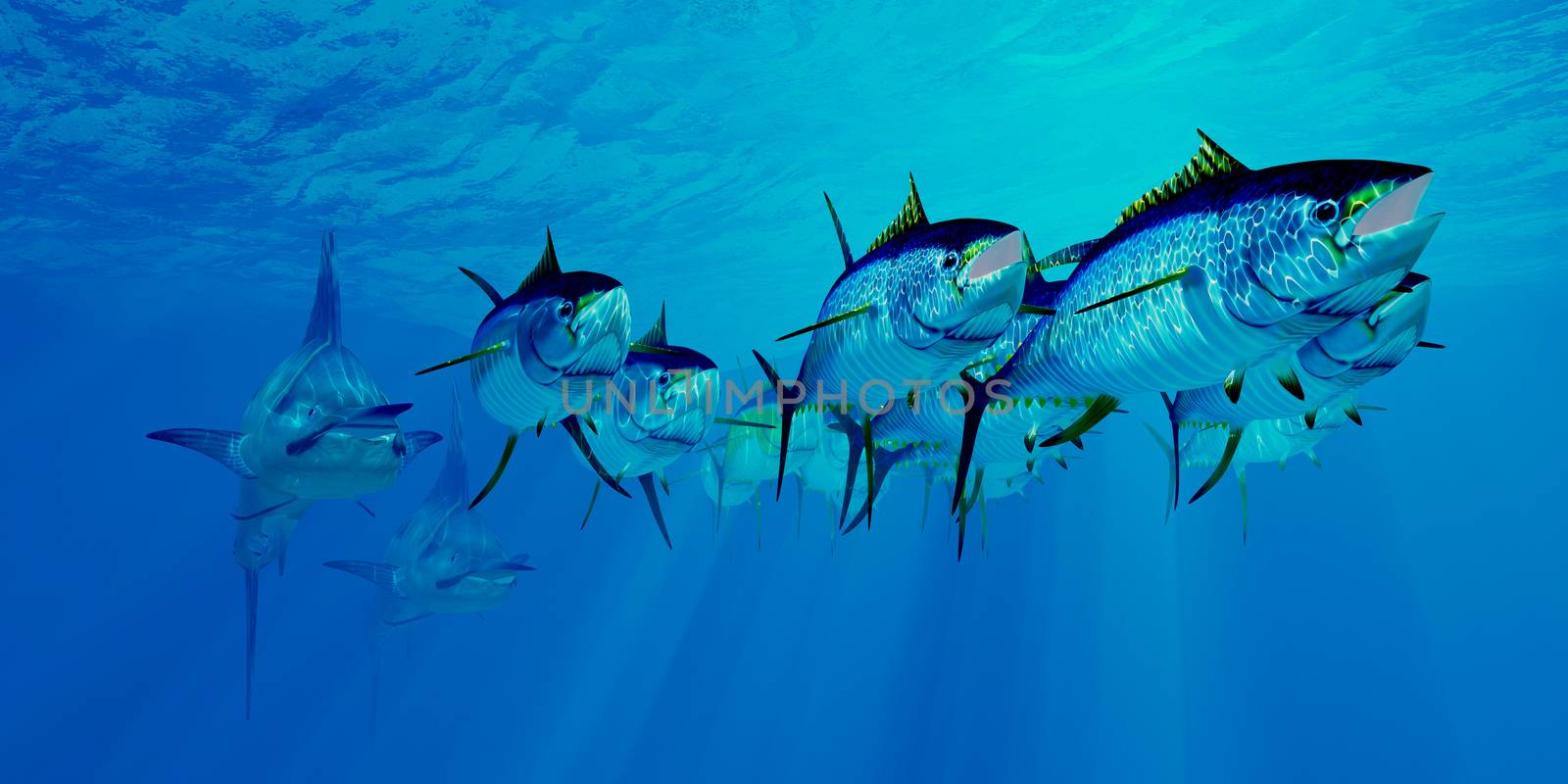 Predatory Blue Marlin chase after an undersea school of Yellowfin Tuna fish in the Atlantic ocean.