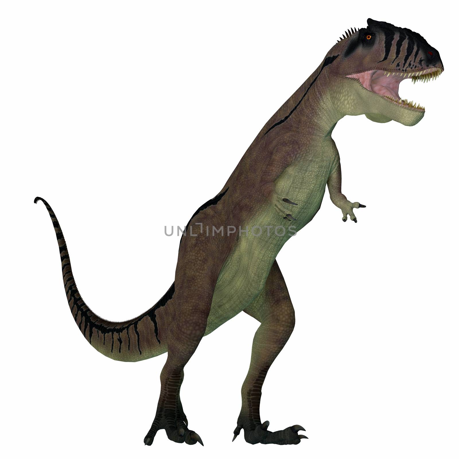 Carcharodontosaurus was a predatory theropod dinosaur that lived in the Sahara, Africa during the Cretaceous Period.