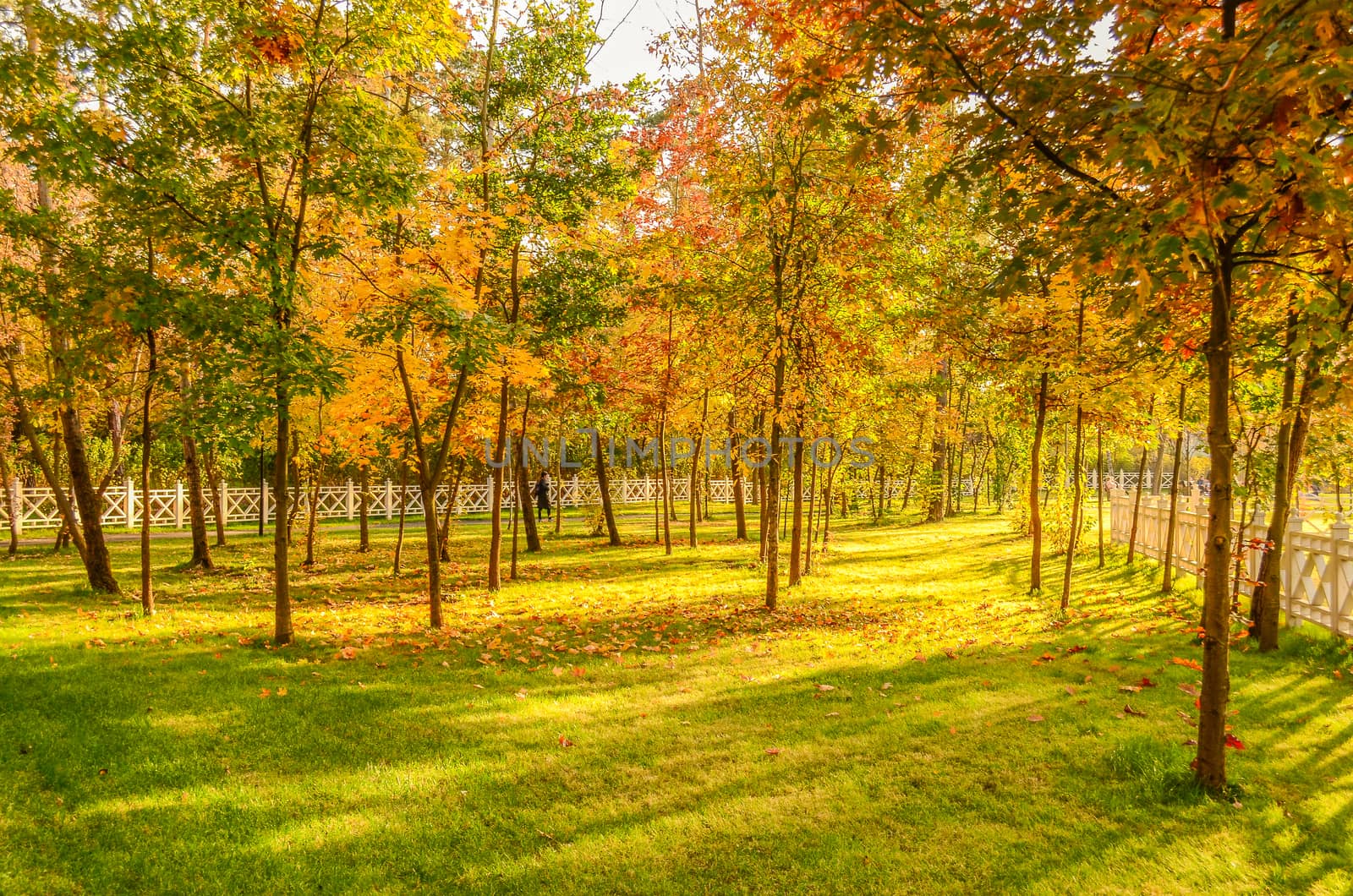 View of the autumn park with sun rays