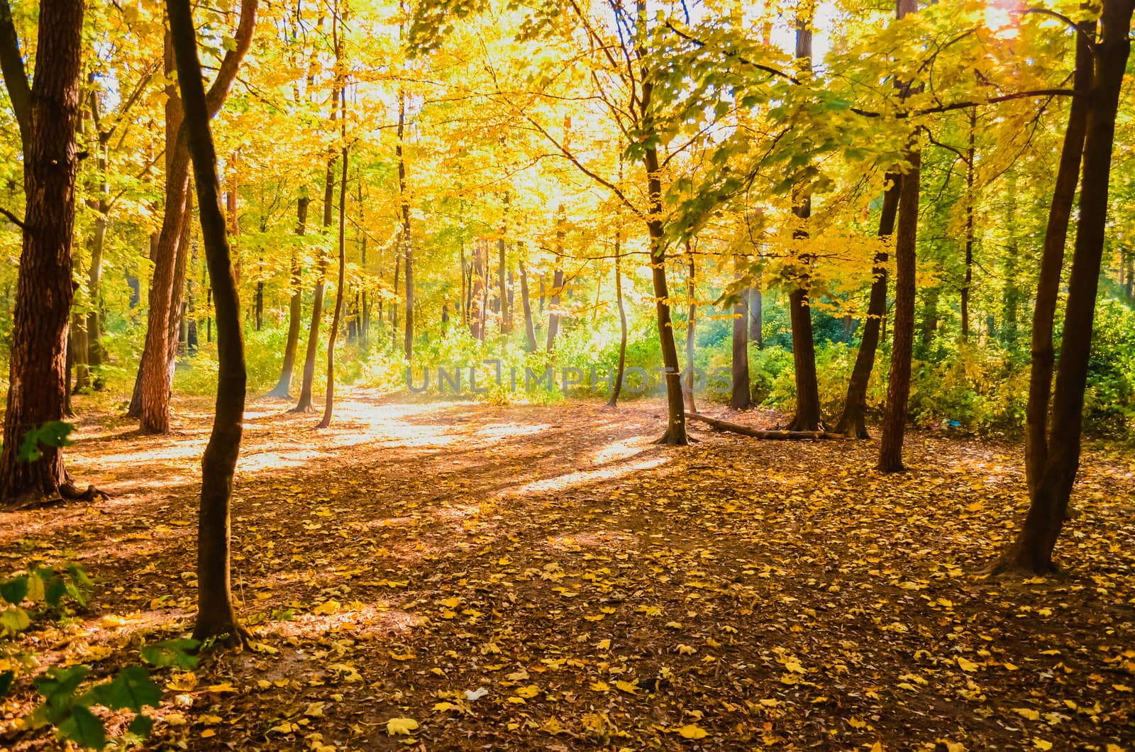 Autumn forest in the sunlight rays. Autumn picturesque background. Forest with mist and sunlight. by chernobrovin