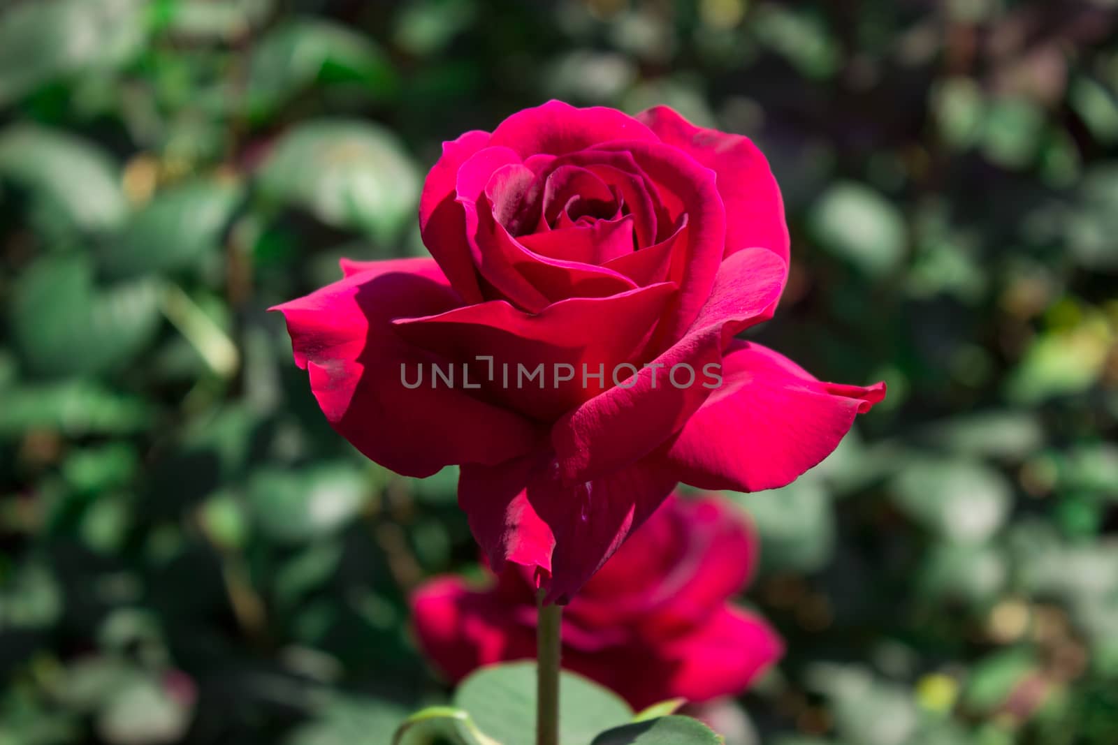 Red rose in the garden by Mima_Key