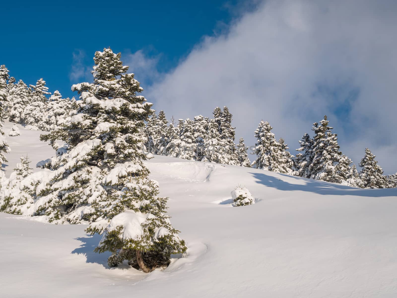Landscape of a mountain with fir trees covered with snow in Greece