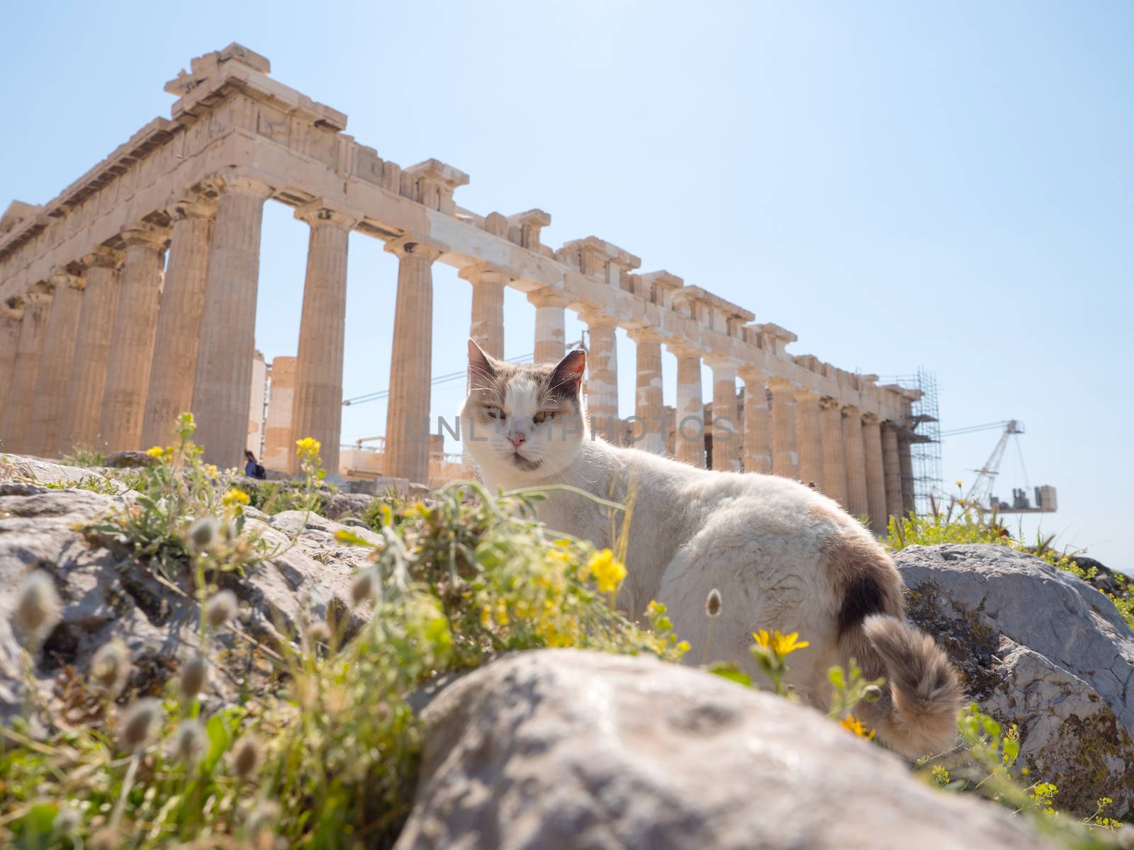 Beautiful cat at Parthenon temple in Acropolis hill, Athens, Greece