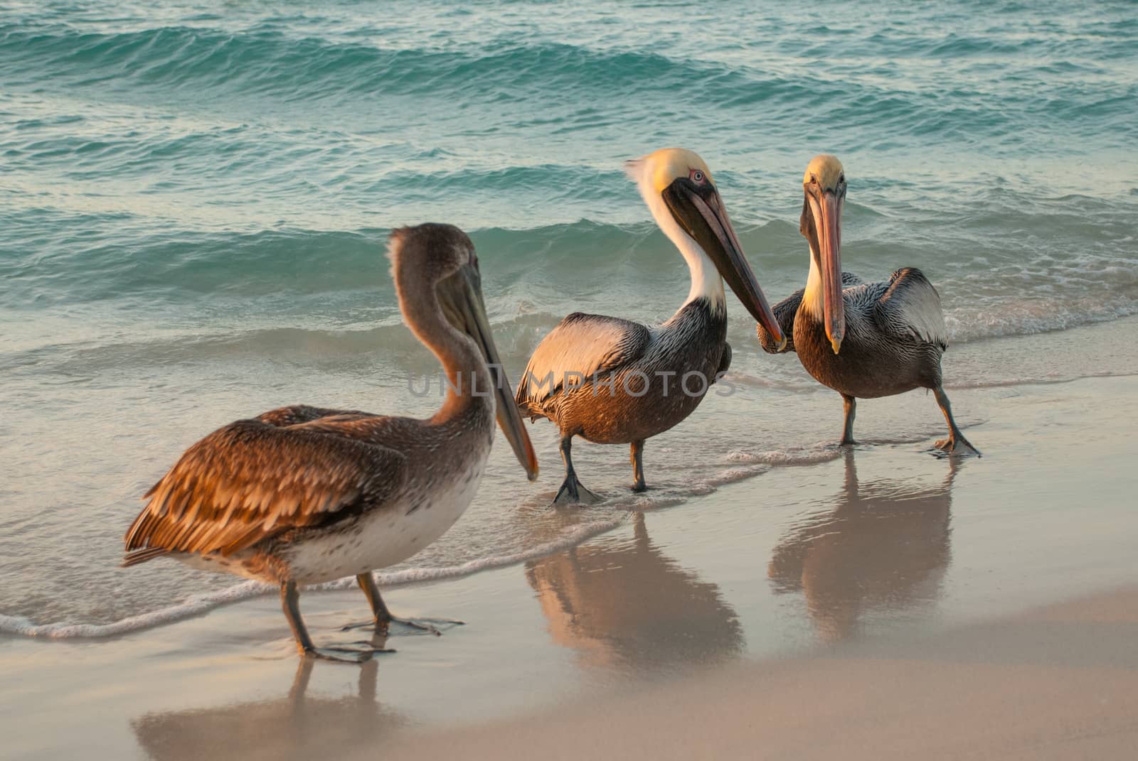 Beautiful pelicans by the sea at sunset. Varadero. Cuba.