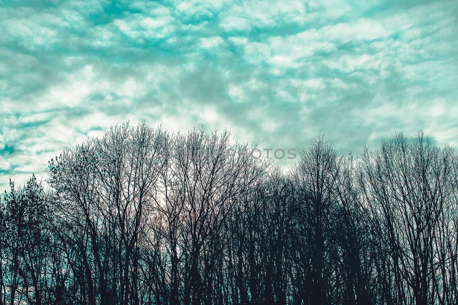 gloomy trunks and tree branches without foliage against a blue sky with clouds by chernobrovin