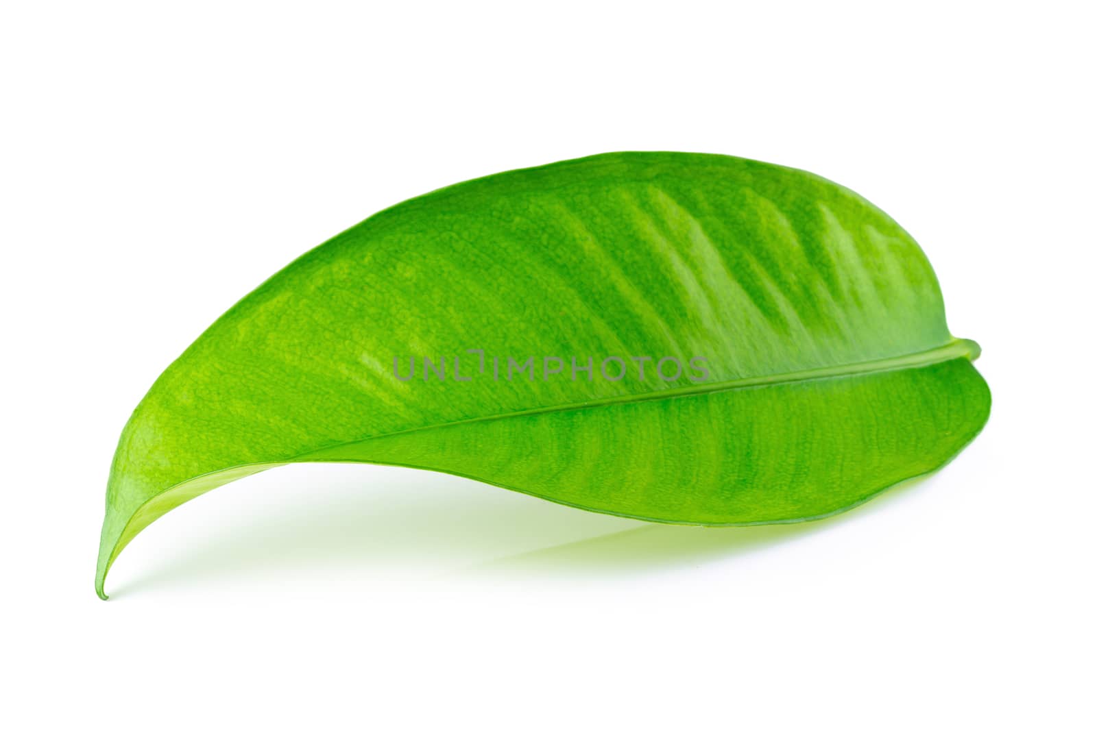 Mangosteen leaves isolated over a white background.