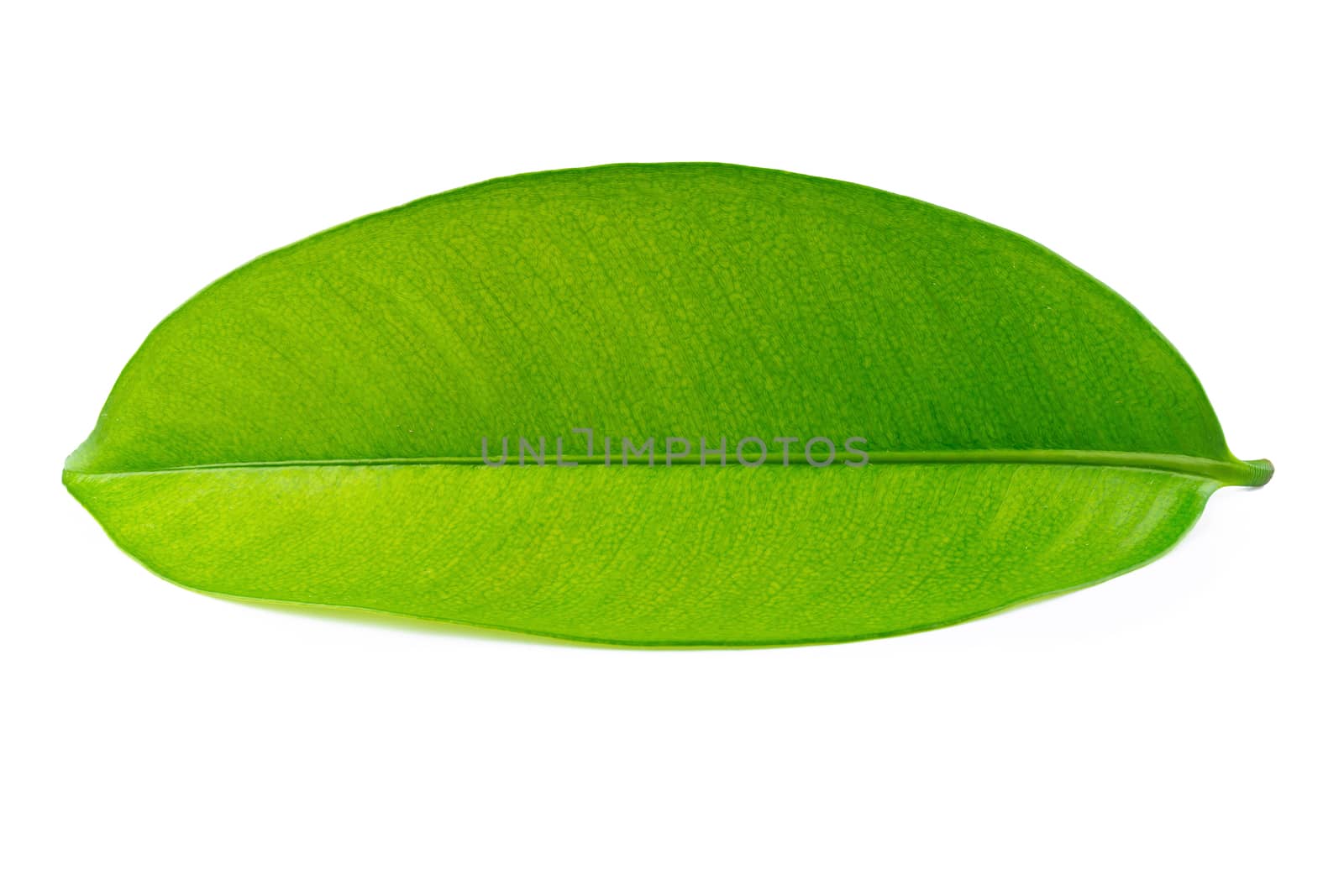 Mangosteen leaves isolated over a white background.