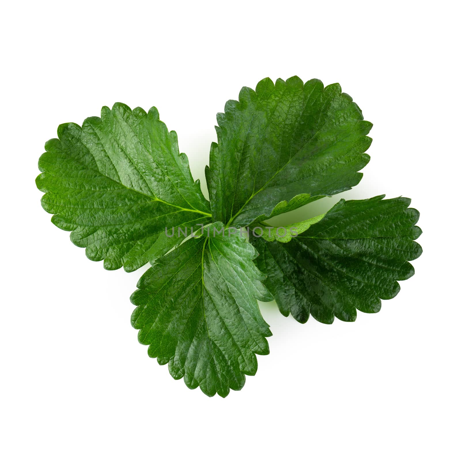 Green Strawberry Leaf isolated over white background by kaiskynet