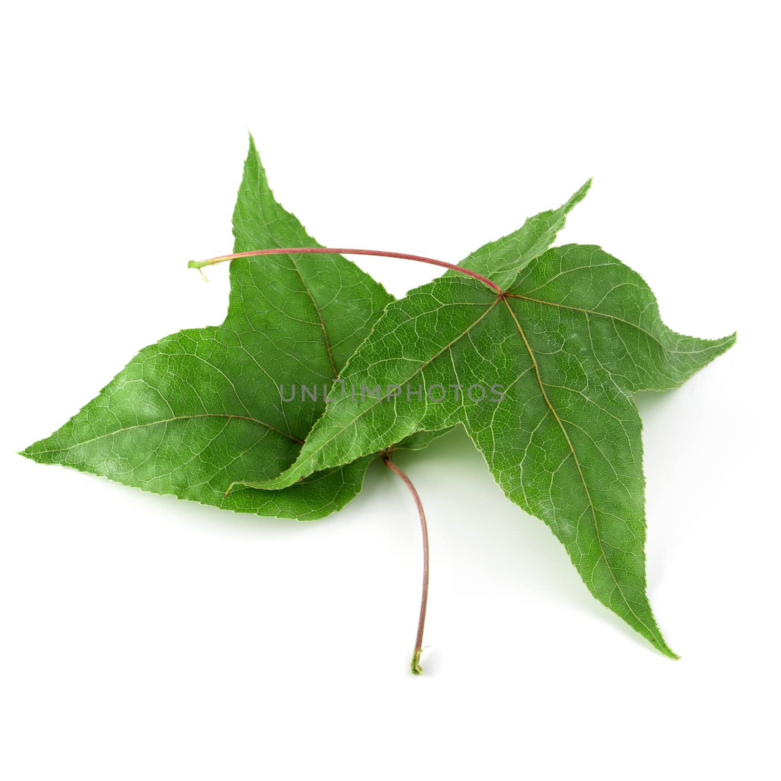 Dried maple leaves isolated on white background.