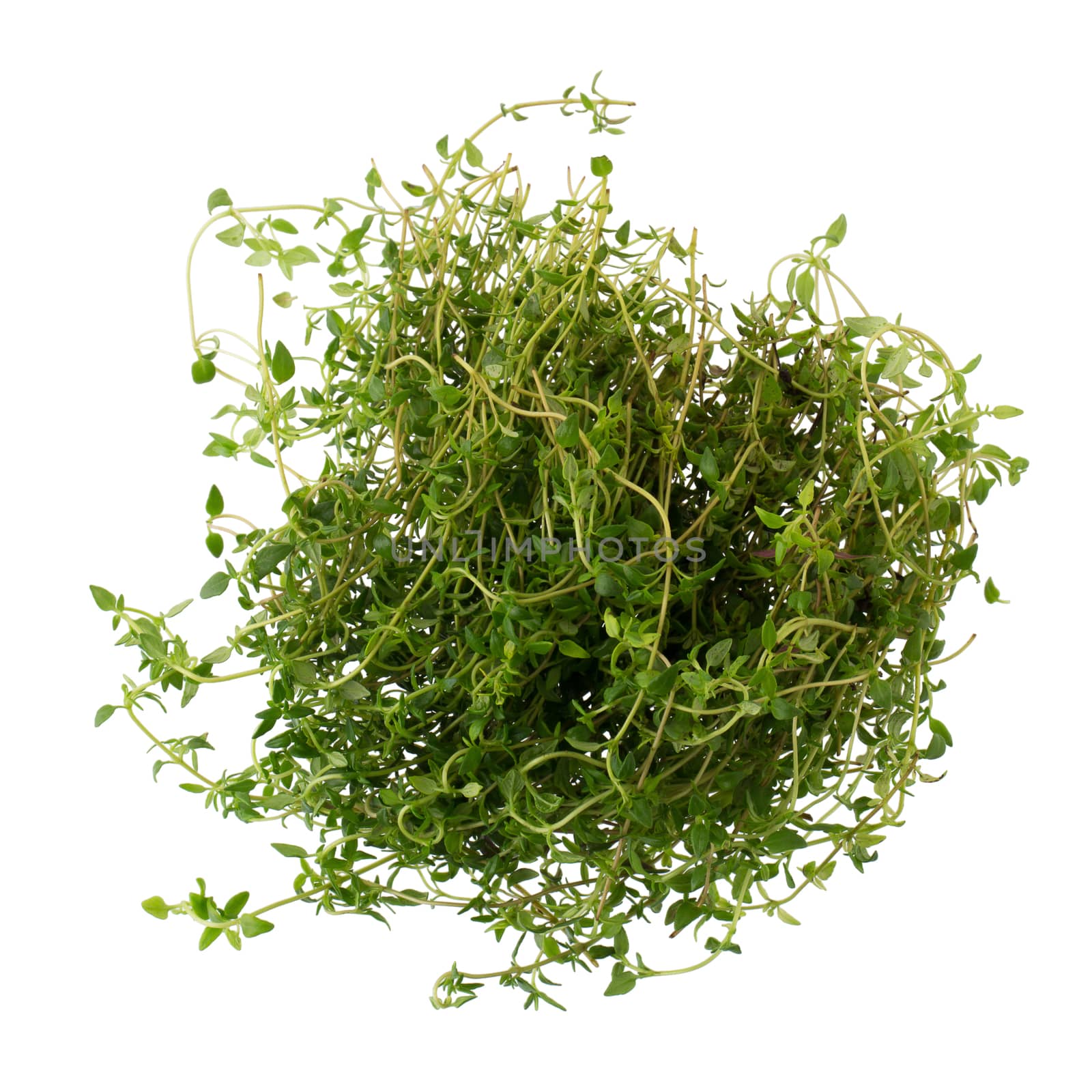 Thyme fresh herb isolated on white background by kaiskynet