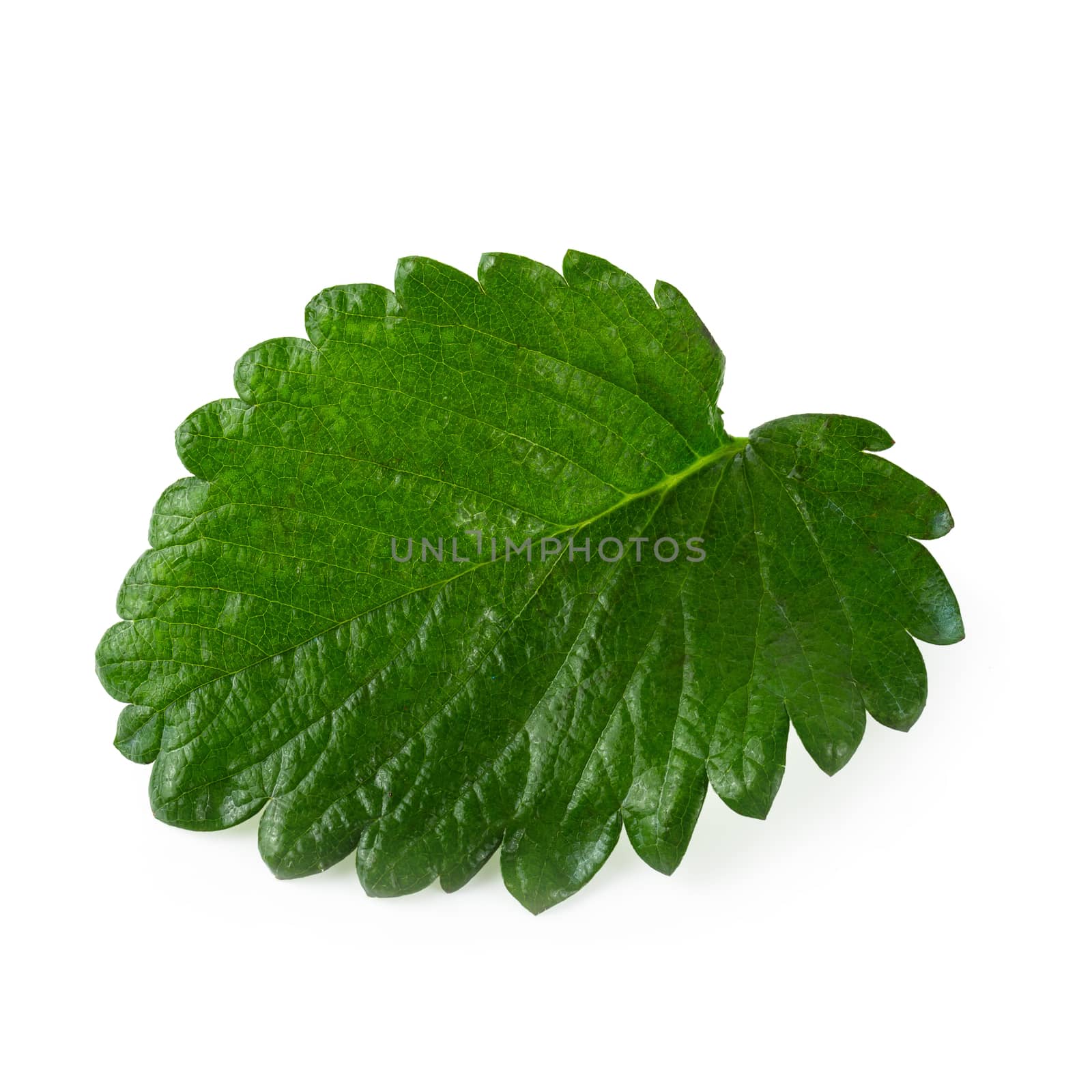 Green Strawberry Leaf isolated over white background by kaiskynet