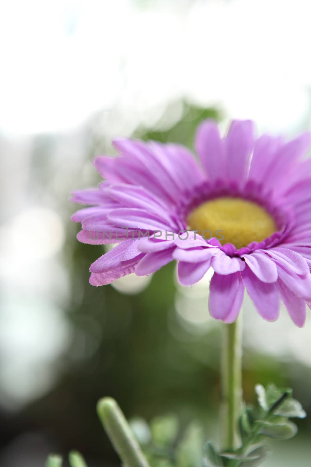 Spring pink flower  by piyato