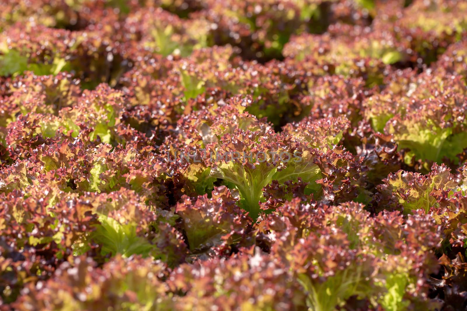 Fresh Red Oak lettuce leaves, Salads vegetable hydroponics farm by kaiskynet