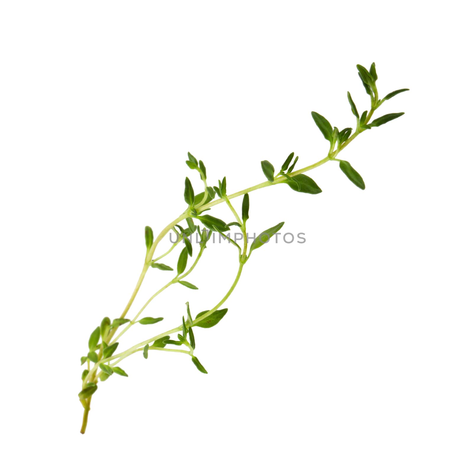 Thyme fresh herb isolated on white background.