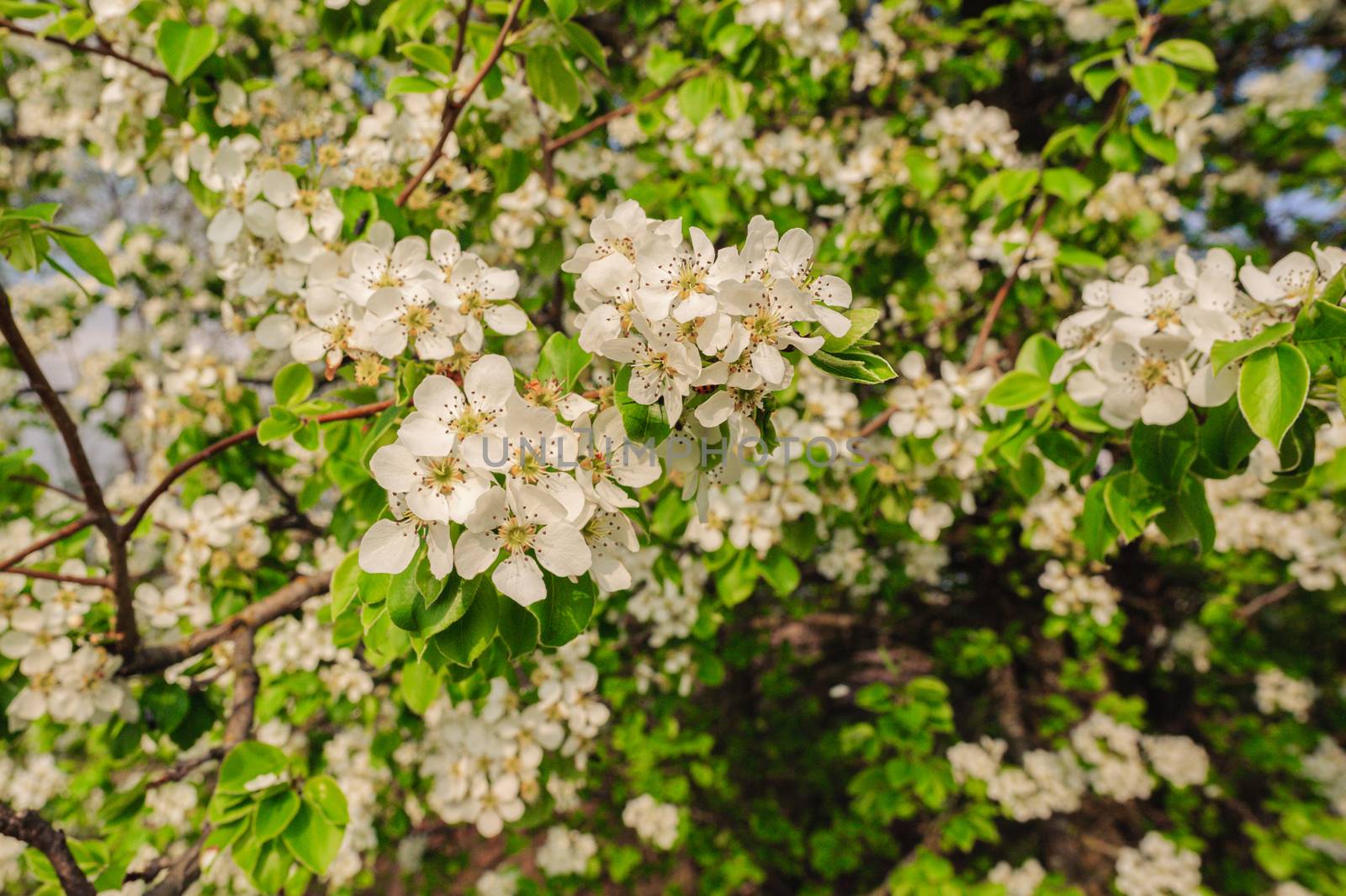 many beautiful white flowers of apple tree with leaves and branches by chernobrovin