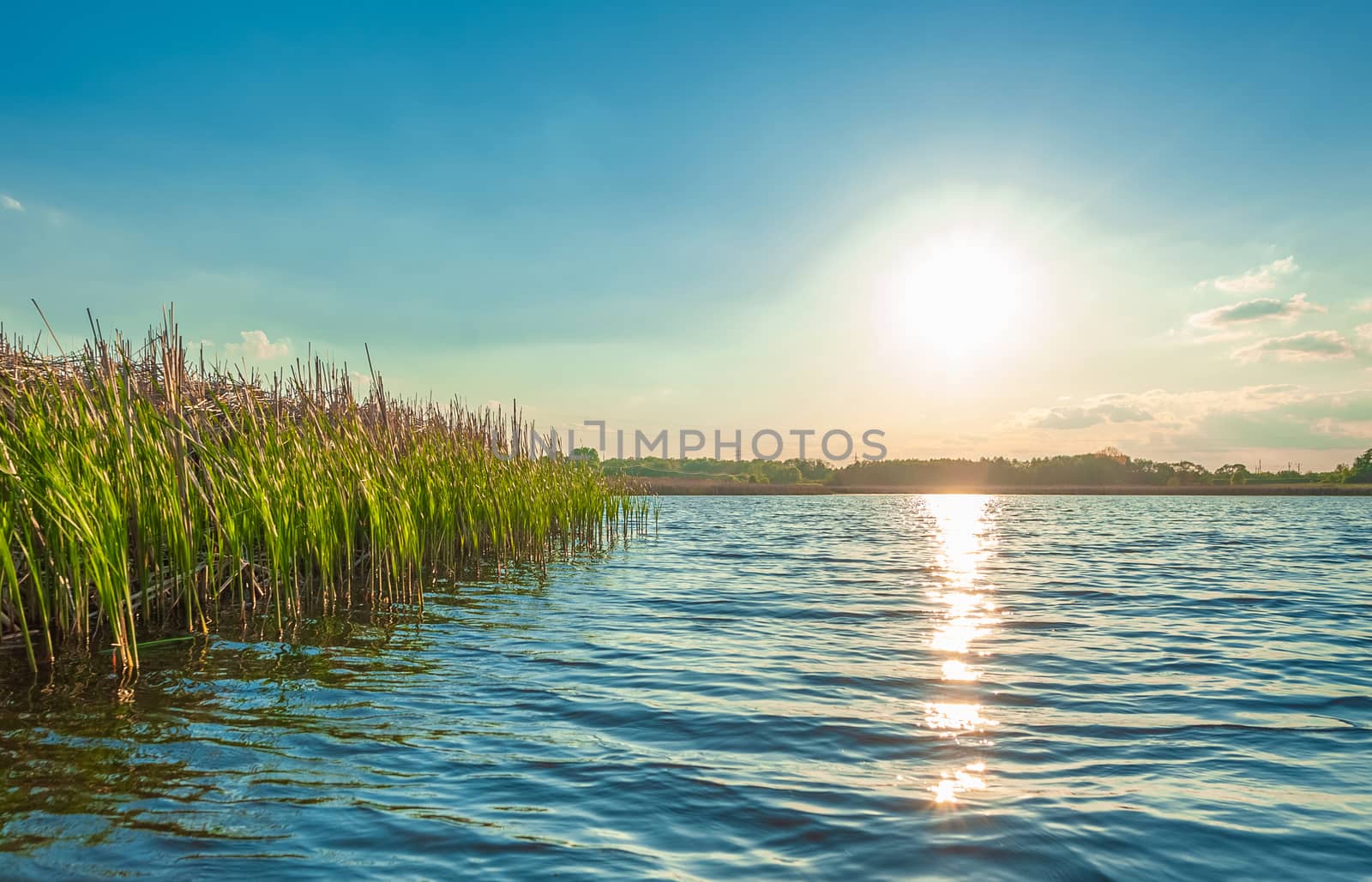 landscape view of the beautiful Kamenka river with thicket of reeds in the Zhytomyr region of Ukraine
