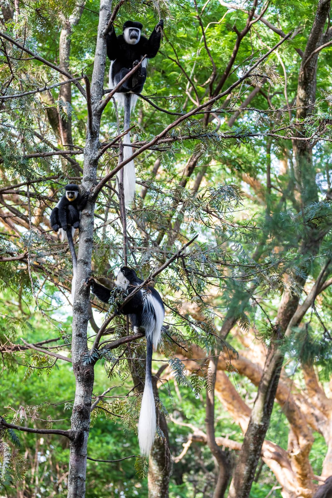 beautiful monkey family of Colobus guereza, in natural habitat near Lake Awassa, Ethiopia, Africa wildlife