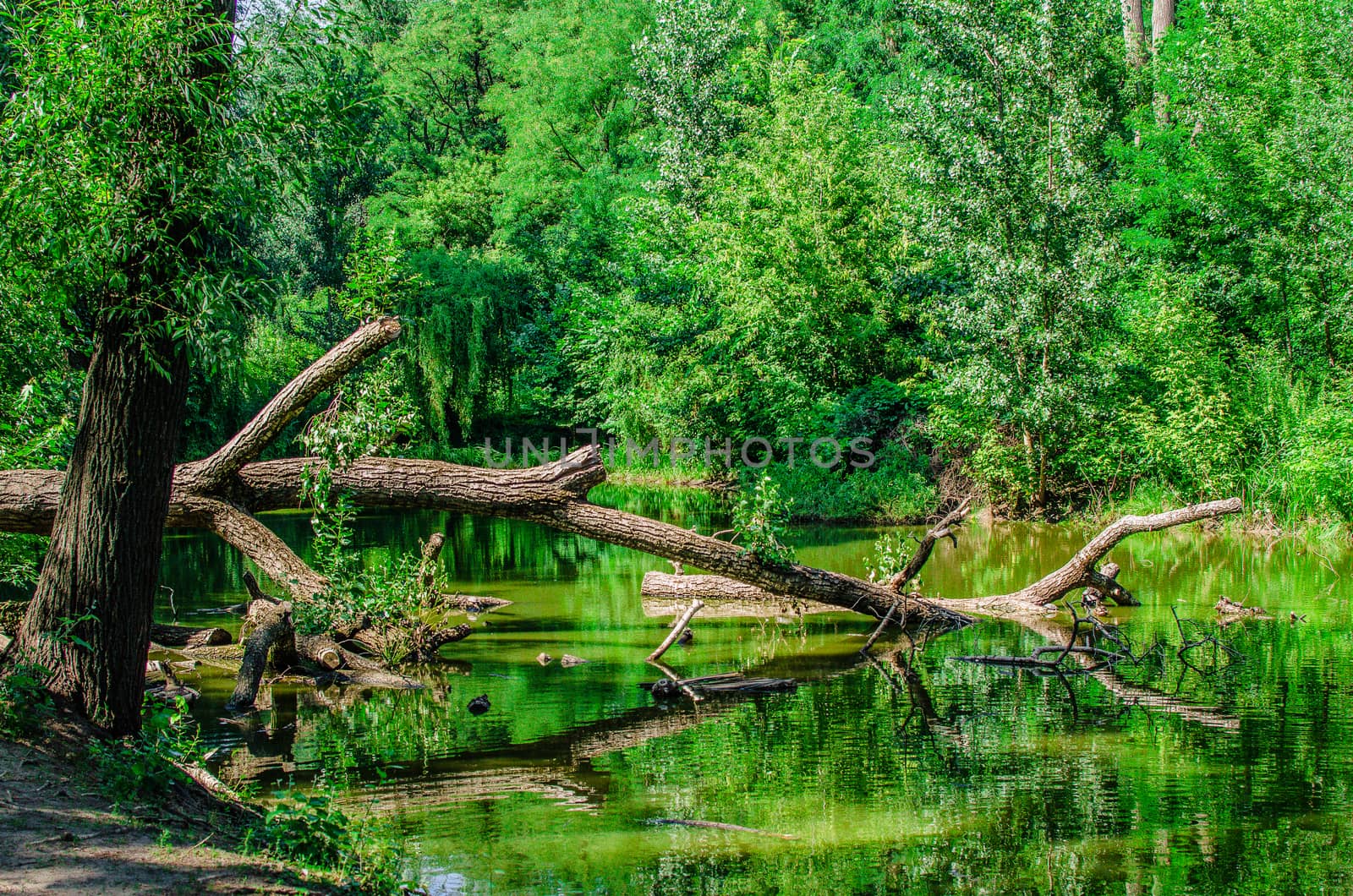 a fallen tree branch lies in a lake in the middle of a green forest