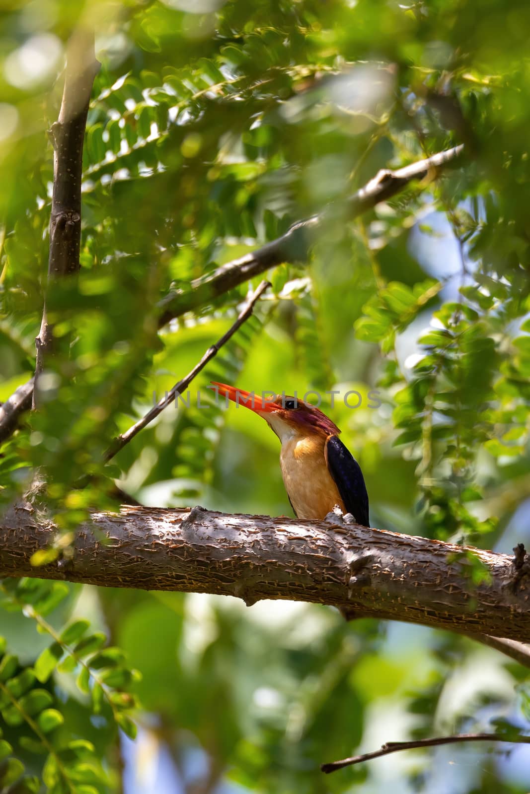 bird African pygmy kingfisher, Ethiopia Africa wildlife by artush