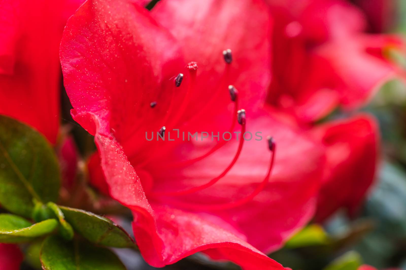 Red Flowers Macro by samULvisuals