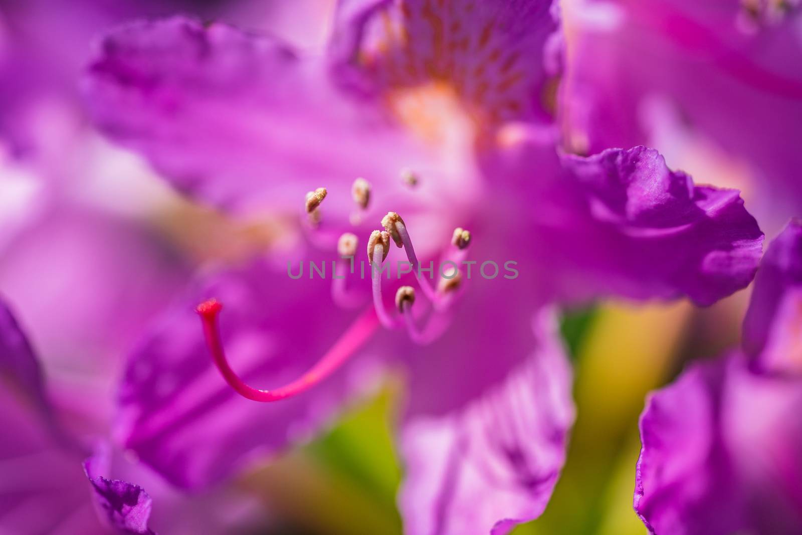 A macro shot of some purple flowers