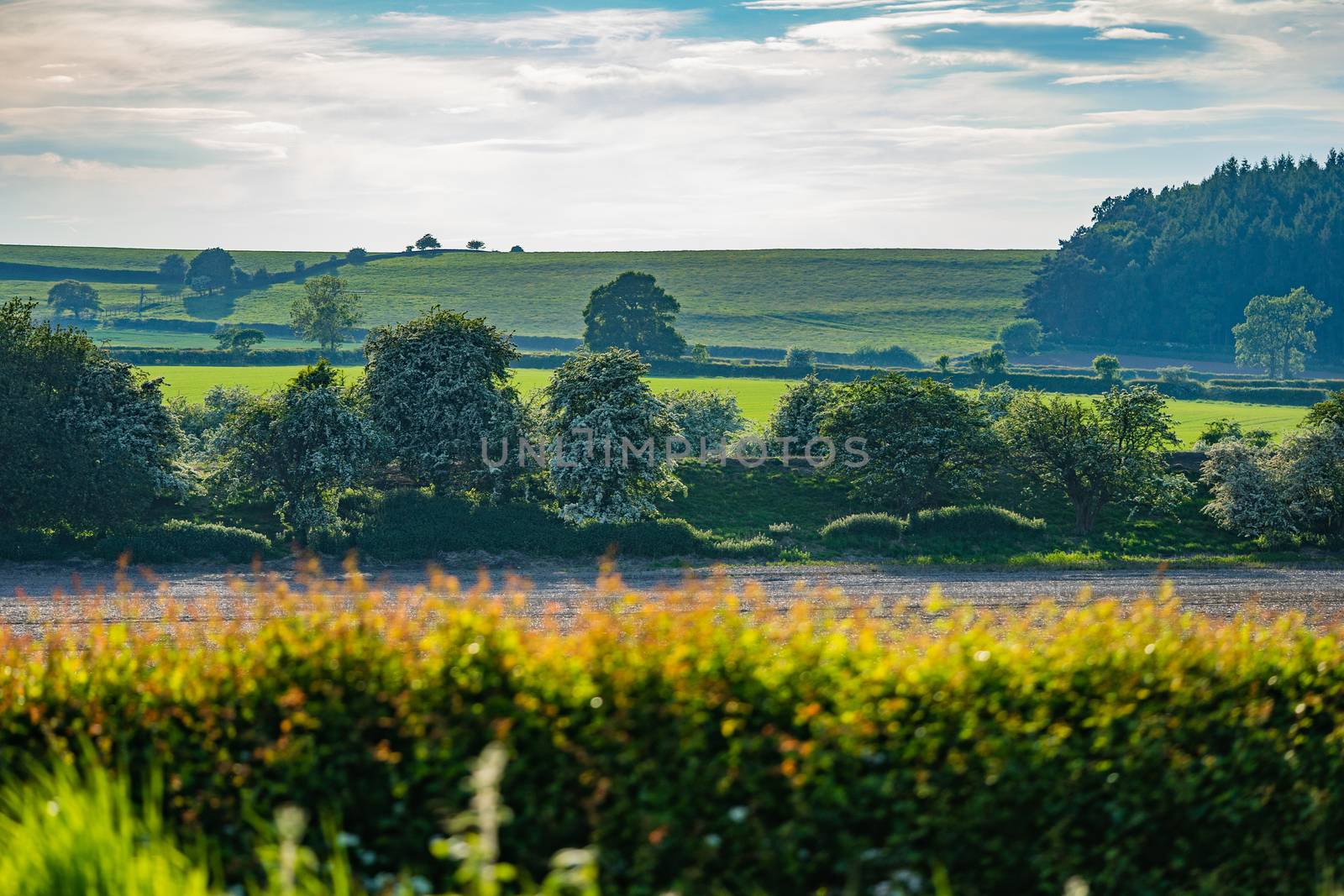 North Yorkshire Countryside on a Sunny Afternoon