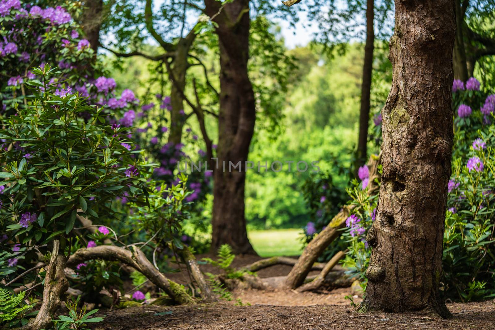 A path in the forest with green trees in the sunlight