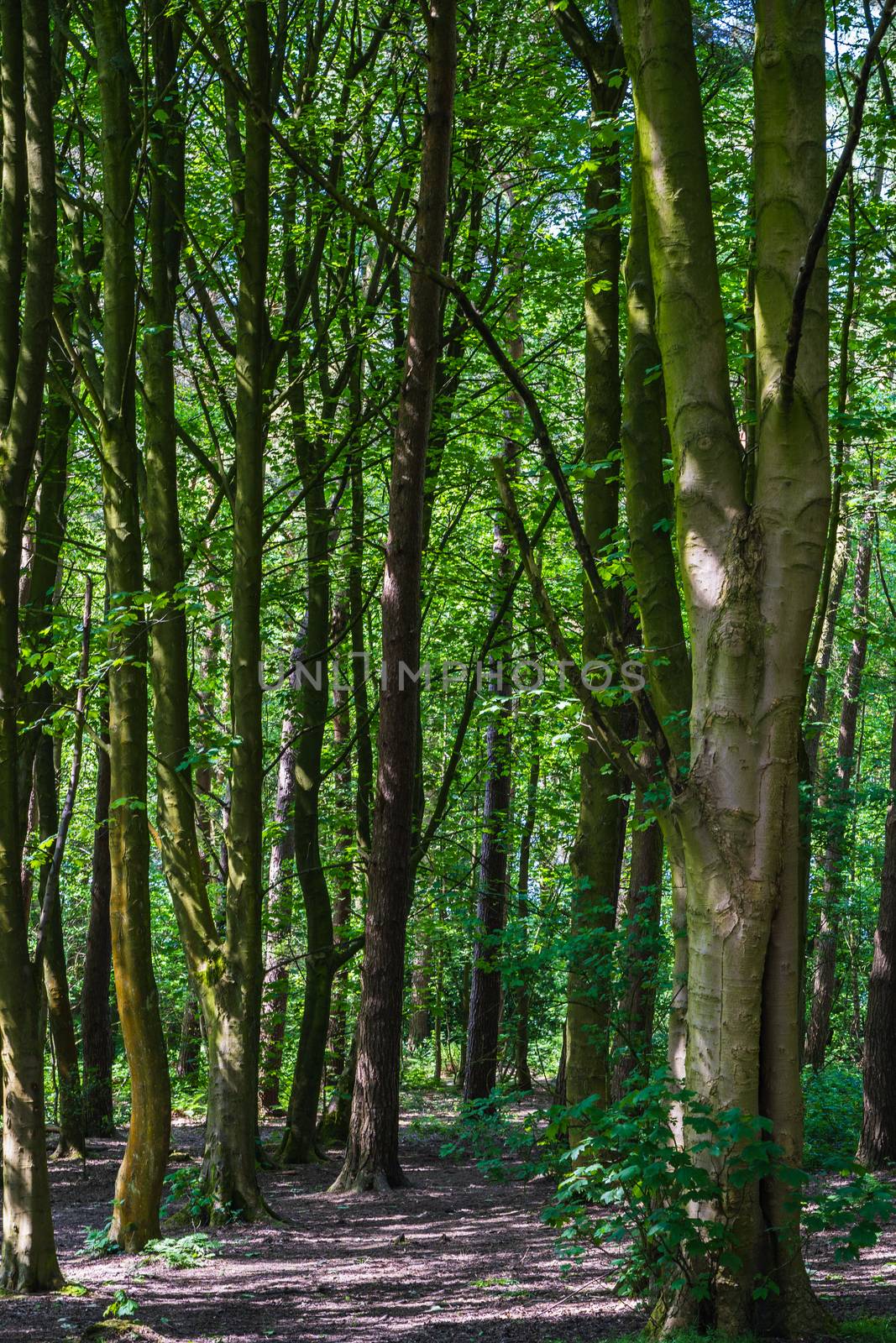 A Forest Path by samULvisuals