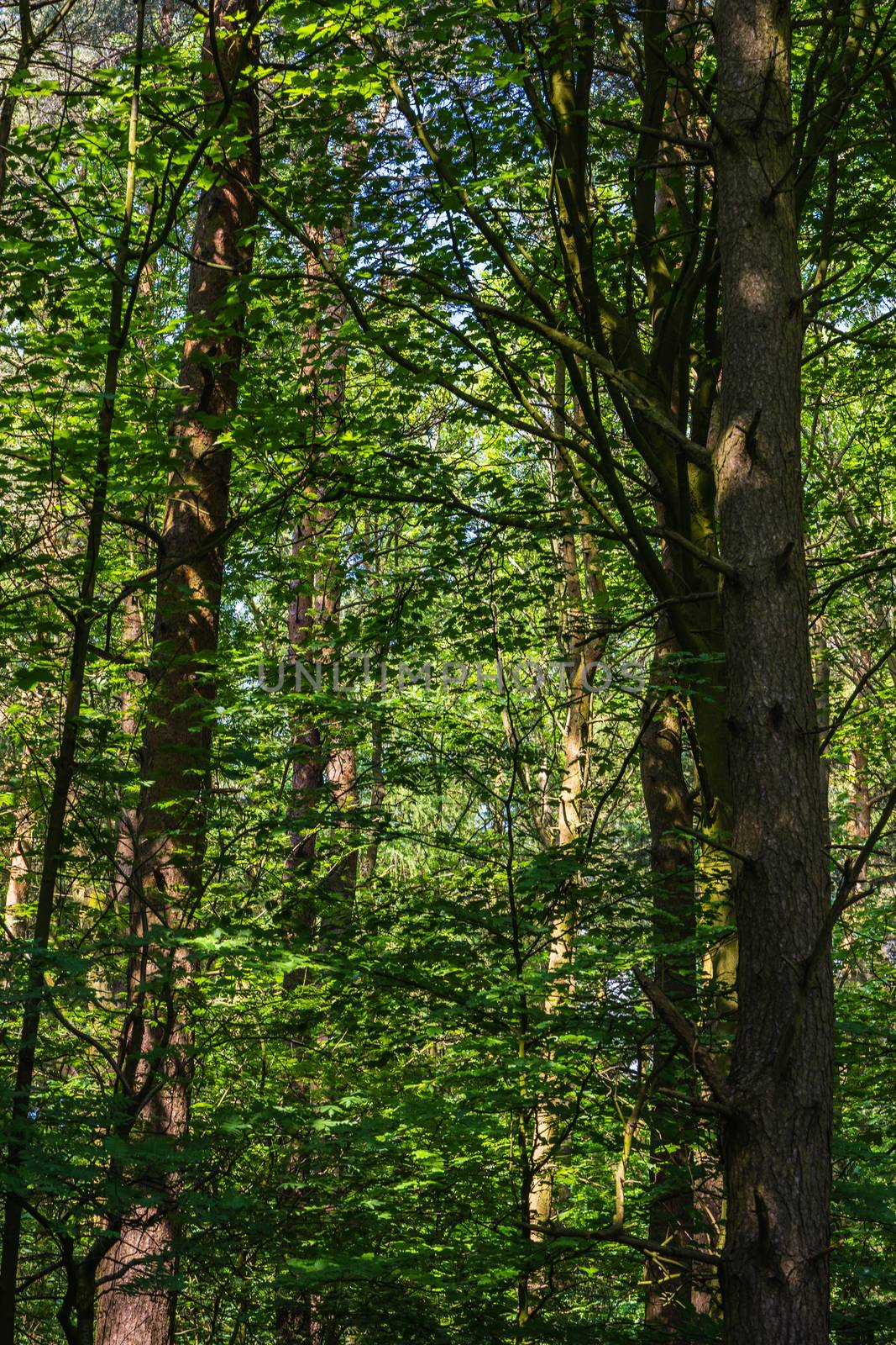 A path in the forest with green trees in the sunlight