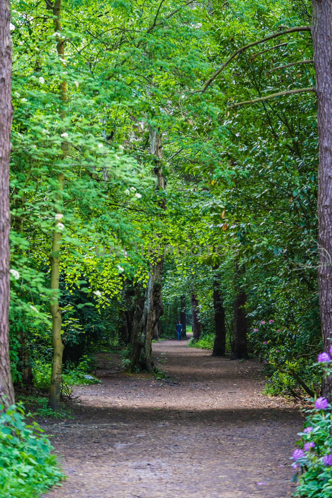 A path in the forest with green trees in the sunlight