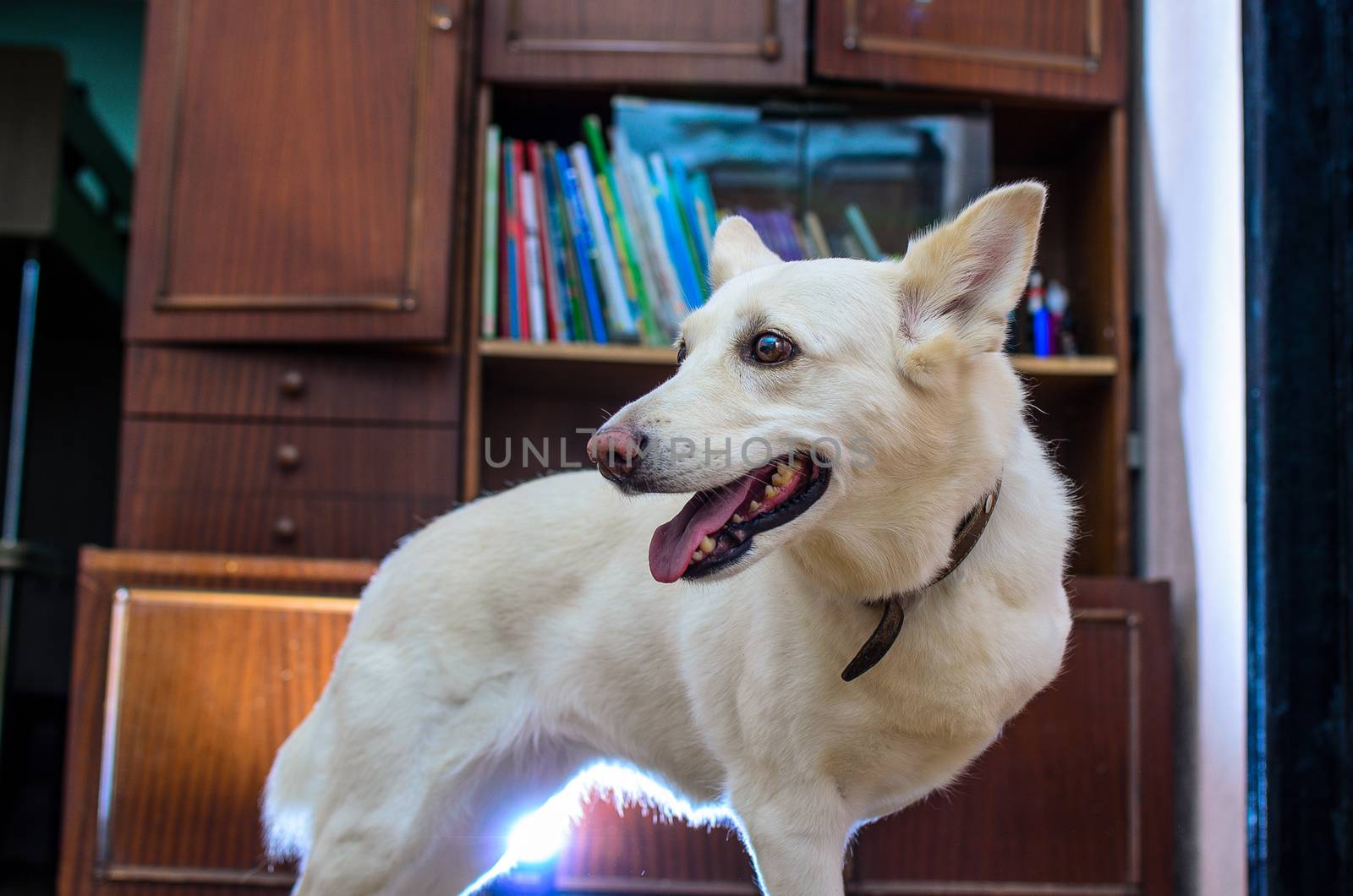 portrait of a white mongrel three-legged dog with a disability in the home interior