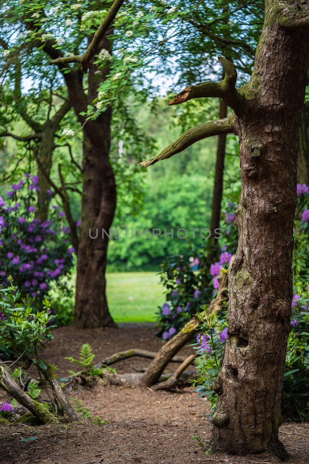 A Forest Path by samULvisuals