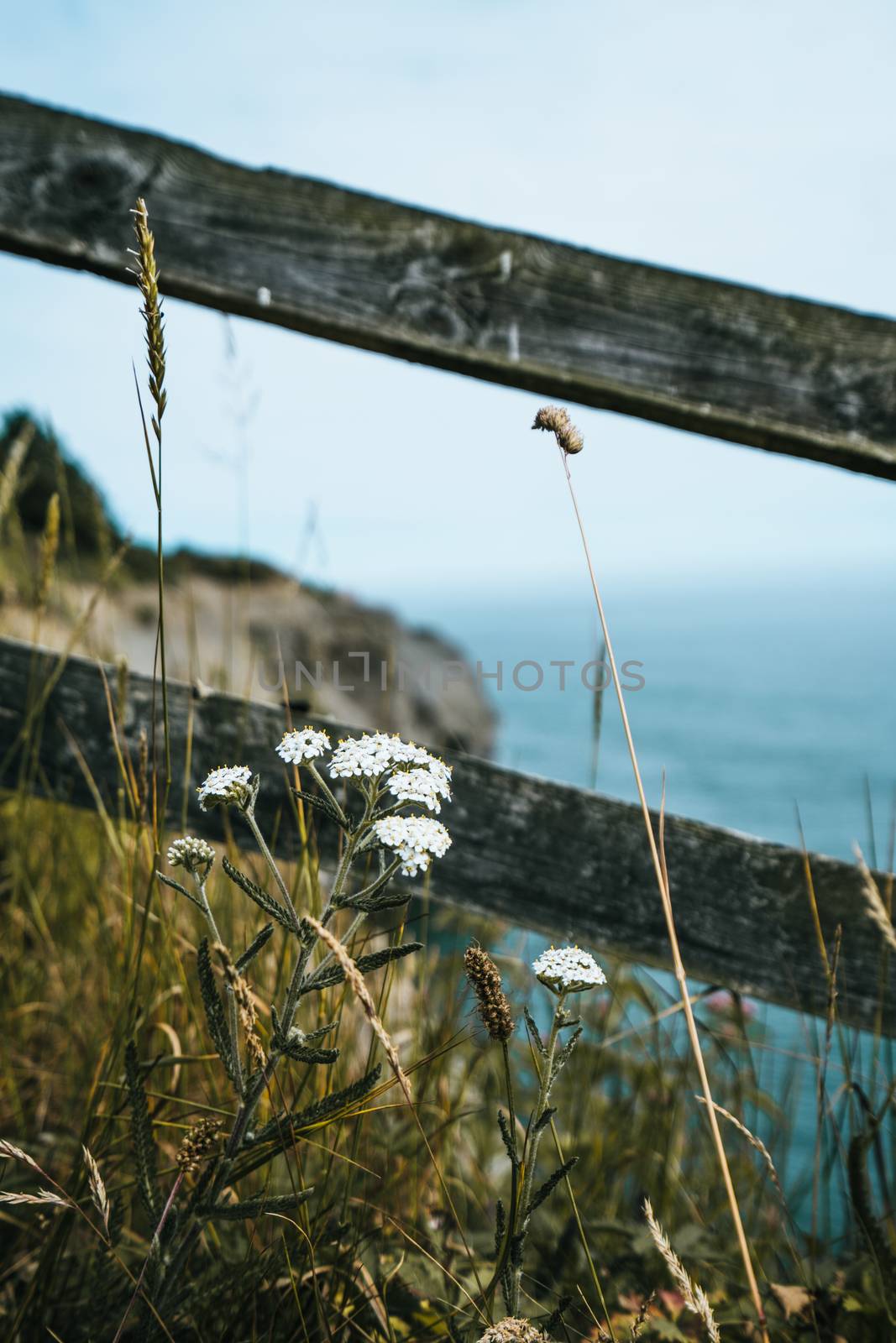 A British coastline during spring on a cliff top edge looking at the sea