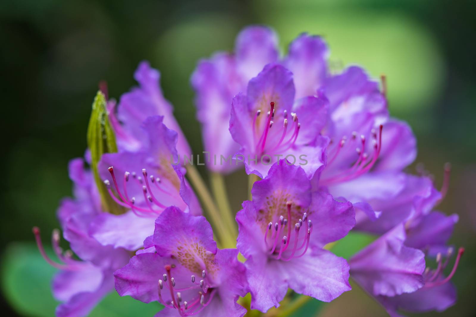 A macro shot of some purple flowers