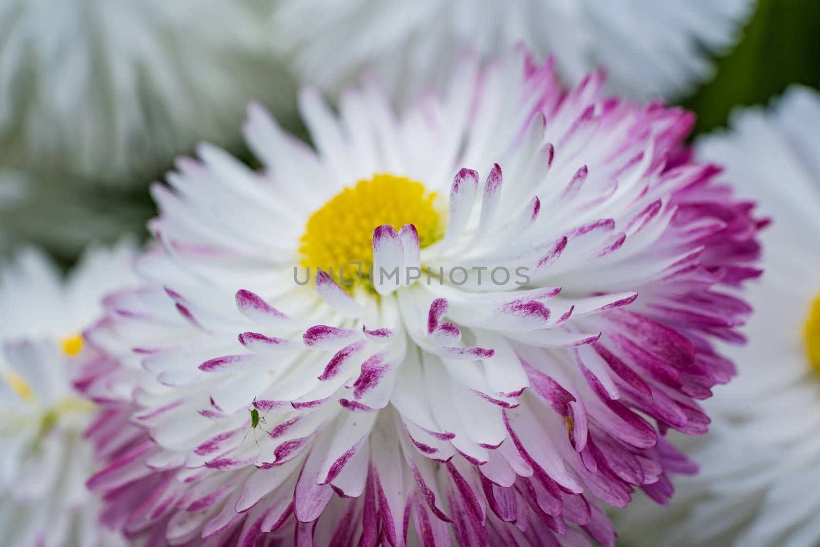White Flower Close-Up by samULvisuals
