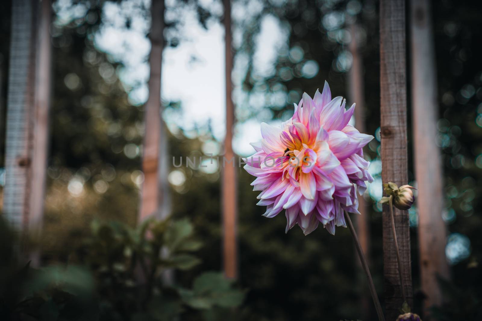 A bee flying near a large pink flower to pollinate