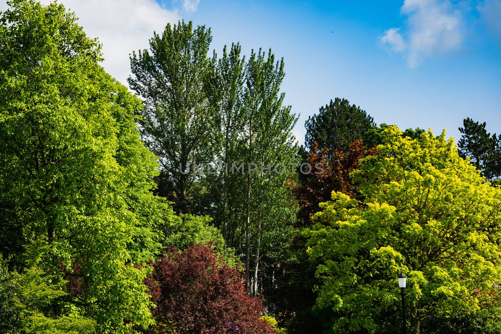 A series of colorful trees in a park