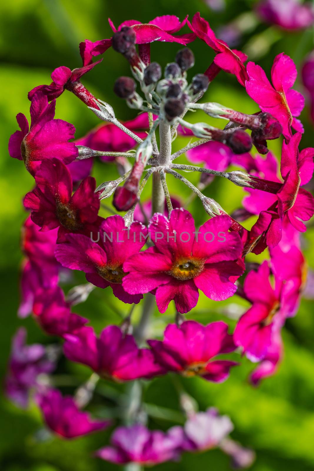 A close up of some pink magenta flowers
