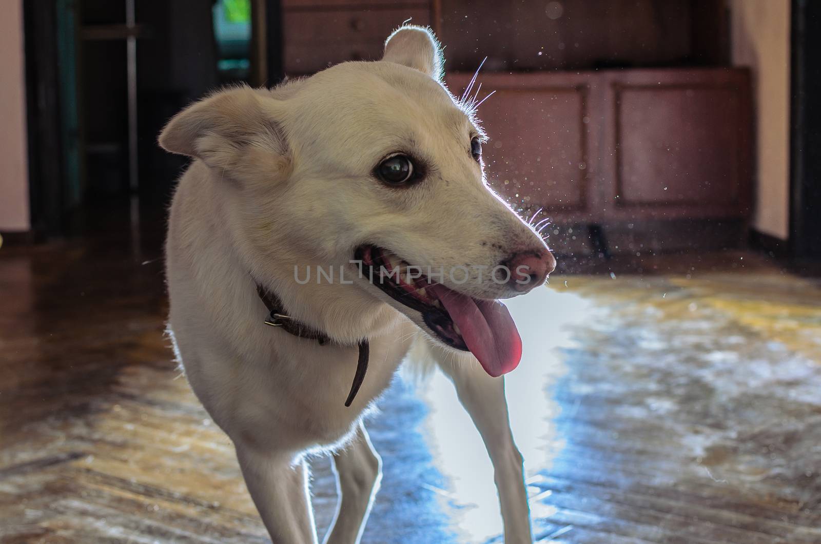 portrait of a white mongrel three-legged dog with a disability